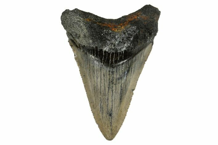Serrated, Fossil Megalodon Tooth - Aurora, North Carolina #179807